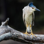 A Black-crowned Night Heron - native to Madagascar but fairly widespread throughout the world - rests on a branch at Antananarivo's Lake Alarobia (image by Virginia Wilde)