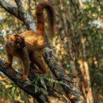 Common Brown Lemurs are one of Madagascar's longest living primates - notching up as much as 30 years of age. They are playful with adult female dominance, believed to bring the stress levels in troops down considerably (image by Virginia Wilde)