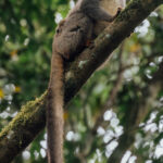 A female Common Brown Lemur - her infant just about visible nestled in her fur - rests on a toppled tree trunk in Madagascar's Le Palmarium Reserve (image by Virginia Wilde)