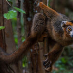 The playful Crowned Lemur - here showing the rufous 'crown' of its name - hangs out in Madagascar's Le Palmarium Reserve (image by Virginia Wilde)