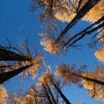 Upwards view of golden Daurian Larches in the Taiga (image by Inger Vandyke)