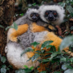 The infant of a critically-endangered Diademed Sifaka hangs on tightly to its mother, in Madagascar's Andisabe-Mantadia National Park (image by Virginia Wilde)