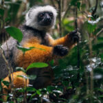 Portrait of a Diademed Sifaka, considered by many to be the most beautiful of all lemurs. This endangered Sifaka is endemic to certain rainforests in eastern Madagascar (image by Virginia Wilde)
