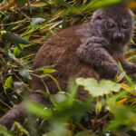 An Eastern Bamboo Lemur - with a dense grey coat, cinammon-coloured backsand scalloped ears - spotted in the canopy in eastern Madagascar (image by Virginia Wilde)