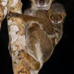 A nocturnal Eastern Woolly Lemur and her infant look down from the branches in Madagascar's Voi Community Reserve. Named for their curly, dense fur, this infant displays a hair-style that would make many envious (image by Virginia Wilde)