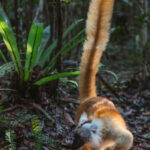A female Black Lemur - with sunlight picking out the colours of its incredibly beautiful tail - scampers around the forest floor at Le Palmarium Reserve (image by Virginia Wilde)