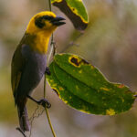 A female Nelicourvi Weaver hangs from a leaf stem in Madagascar's Mantadia National Park (image by Virginia Wilde)