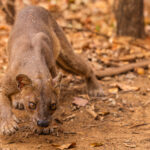 A female Fosa slinks across the forest floor in Kirindy. These beautiful carnivores (with their incredibly long tails) are heavily threatened by habitat destruction (image by Virginia Wilde)