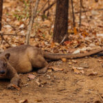 A female Fosa sprawls on the ground in Madagascar’s Kirindy Forest. Fierce Fosa prey on birds, wild pigs, frogs, rodents and lizards and is the nation's only predator that can kill large lemurs due to its speed and camouflage (image by Virginia Wilde)