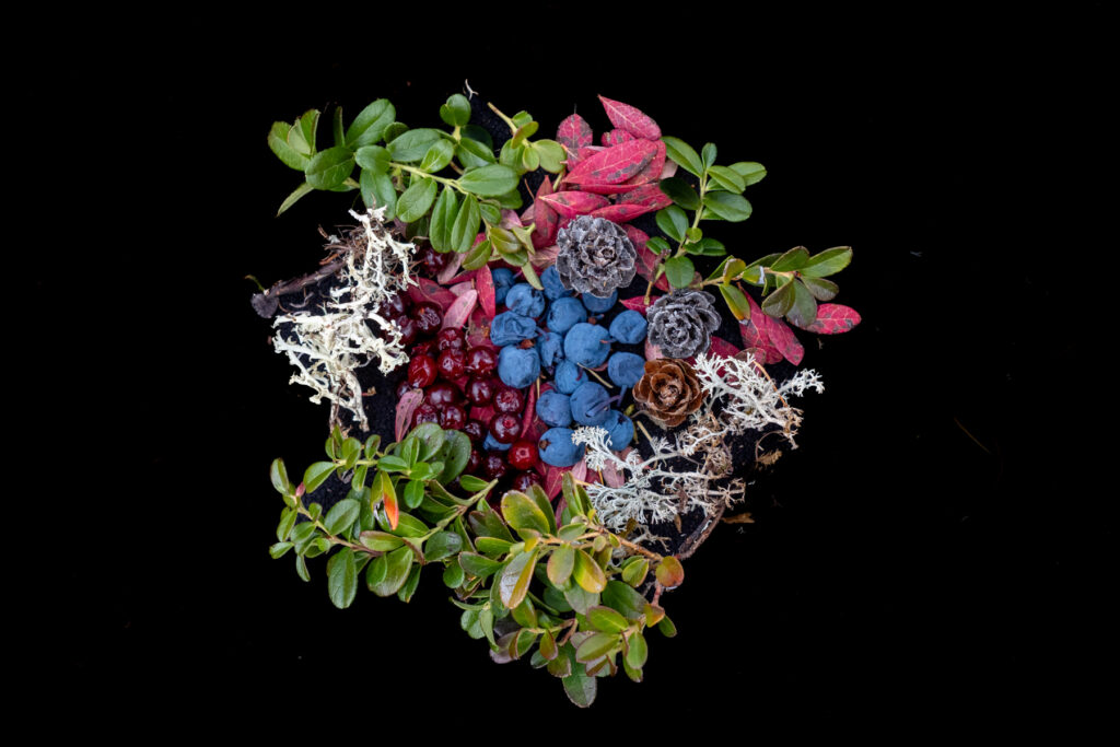 Fruits of the Taiga forest include wild blueberries, cranberries, leaves and mosses. Food for both humans and reindeer (image by Inger Vandyke)