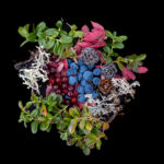 Fruits of the Taiga forest include wild blueberries, cranberries, leaves and mosses. Food for both humans and reindeer (image by Inger Vandyke)