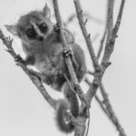 A cute Grey Mouse Lemur - thankfully one of Madagascar's most abundant small endemic mammals - peers down from branches (image by Virginia Wilde)