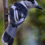 A Hook-billed Vanga among the trees - one of 40 species of Vanga that are solely endemic to Madagascar, and perhaps a better example of adaptive radiation than Darwin's Finches (image by Virginia Wilde)
