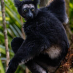 Portrait of an Indri: the largest of all living lemurs. To hear a troop of Indri singing together - their voices a cross between a foghorn and the vocalisations of humpback whales - is one of Madagascar’s wonders (image by Virginia Wilde)