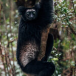 Indris are the largest of all living lemurs - with males growing up to 72cm and weighing as much as 10kg. It is believed there are only between 1,000 and 10,000 Indri left in the world (image by Virginia Wilde)
