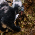 Of all the lemurs, the Indri bear the most resemblance to apes. Local Malagasy call them 'babakoto' after a myth telling how an Indri saved the life of a dying boy named Koto (image by Virginia Wilde)