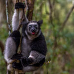 An animated Indri - with an almost teddy-bear look - wraps around a tree in Madagascar's rainforest. Indri are the only other mammal known to sing with a human-style sense of rhythm (image by Virginia Wilde)