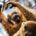 'Put your hands up, oh put your hands up!' An infant Red-fronted Brown Lemur raises its tiny hand to meet that of its mother, in the Akiba area of Kirindy Forest (image by Virginia Wilde)