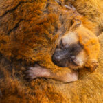 An infant Red-fronted Brown Lemur sleeps soundly wrapped in its mother's fur; so cosy in there that it's hard to make out where infant begins and mother 's fur stops (image by Virginia Wilde)