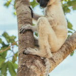 An infant Verreaux's Sifaka peers down from a tree, still keeping a watchful eye on its mother. Around 30% of sifaka infants are lost to predation by the Fosa or raptors like the Madagascar Harrier Hawk (image by Virginia Wilde)
