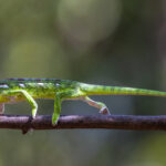 A juvenile Oustalet's Chameleon - fully grown, generally considered to be the world's largest chameleon species - inches along a branch in Madagascar's Le Palmarium Reserve (image by Virginia Wilde)