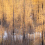 Intentional camera blur abstract of the Daurian Larch trees in the Taiga forests of northern Mongolia (image by Inger Vandyke)