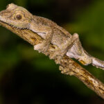 Portrait of a Leaf-tailed Gecko, showcasing its hypnotic eyes in the forest of Madagascar's Analamazaotra National Park (image by Virginia Wilde)