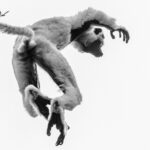 Black and white image of a leaping juvenile Verreaux's Sifaka, showing its disproportionately large rear feet that help propel it through the trees (image by Virginia Wilde)