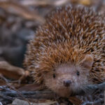 Not a hedgehog (nor any relation to a hedgehog). But a 'Lesser Hedgehog Tenrec' - a completely different order of mammals that evolved independently. Seen here in the leafy ground of the Spiny Forest (image by Virginia Wilde)