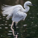 A Little Egret ruffles its feathers on its perch in Antananarivo's Lake Alarobia (image by Virginia Wilde)