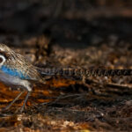 Considered to be one of the world's most elusive birds, the Long-tailed Ground Roller is a prize sighting in Madagascar's Spiny Forest (image by Virginia Wilde)