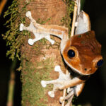 A fairly large Madagascar Bright Eyed Frog splays its round toe pads that enable it to cling to vertical tree trunks (image by Virginia Wilde)