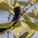 A Madagascar Butterfly Caterpillar inches its way up a shrub, by the lakeside at the island's Le Palmarium Reserve (image by Virginia Wilde)