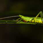 A Madagascar Cricket glows almost neon green at night, its proboscis so long that it measured at least five times the length of this insect (image by Virginia Wilde)
