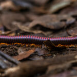 The startling scarlet colouration of a Madagascar Fire Millipede - renowned as one of the world's most beautiful - scuttles across the ground in the eastern lowland rainforest (image by Virginia Wilde)