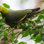 A pretty Madagascar Green Pigeon rests on a berry bush, tucking into the fruit in the morning light (image by Virginia Wilde)