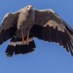 A Madagascar Harrier Hawk - one of the country's most proliflic airborne predators - takes to the sky. This hawk is not a picky eater, with small lemurs, bats, chameleons, other birds and snakes all part of its menu (image by Virginia Wilde)
