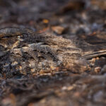 Brilliantly camouflaged to its environment, a Madagascar nightjar settles into its day roost. Nightjar's large eyes - set wide to the side of their head - help ensure better vision in the dark (image by Virginia Wilde)