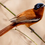A Madagascar Paradise Flycatcher (rufous morph) sits on a reed in undergrowth in Kirindy. These beautiful birds regularly join mixed-species flocks, following other birds to hunt down any insects they flush (image by Virginia Wilde)
