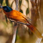 The beautiful colouration of the Madagascar Paradise Flycatcher (rufous morph) as it flits around the undergrowth in the forests of Kirindy (image by Virginia Wilde)