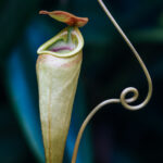 Nepenthes madagascariensis is one of two tropical pitcher plant species native to Madagascar. Pitcher plants have lids that secrete nectar to attract insect prey (image by Virginia Wilde)