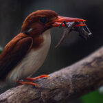 A handsome Madagascar Pygmy Kingfisher - with its gecko dinner - spotted in the undergrowth of the eastern rainforests (image by Virginia Wilde)