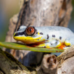 The striking mint colouration and orange eyes of a Madagascar Reed Frog. Madagascar is a frog lovers' paradise, with more than 300 species (99 per cent of which are endemic.) (image by Virginia Wilde)