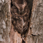 Resting in the perfect tree hole roost, a Madagascar Scops Owl (western variant) (image by Virginia Wilde)