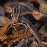 We watched this Mahafaly Sand Snake inch closer to its Skink prey for more than 30 minutes. After a brief scuffle, it claimed its prize (image by Virginia Wilde)
