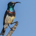 The shimmering metallic head, back and throat of a male Souimanga Sunbird dazzle in the sunlight, making this one of Madagascar's prettiest small birds (image by Virginia Wilde)