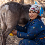 Milking reindeer not only brings milk to drink but also yoghurt, curds and cheese (image by Inger Vandyke)