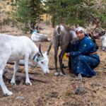 Milking reindeer is an art (image by Inger Vandyke)