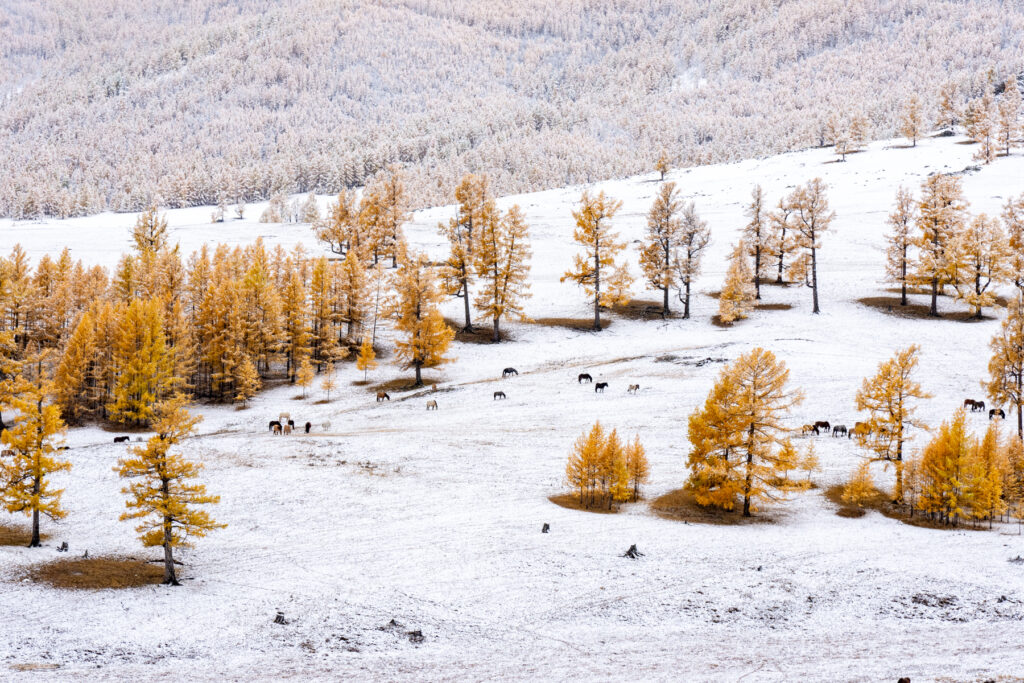 A herd of Mongolian horses in the Taiga's early snow (image by Inger Vandyke)