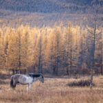 Early morning in the Dorian Larches of the Taiga with a Mongolian horse (image by Inger Vandyke)
